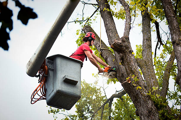  Lake Los Angeles, CA Tree Removal and Landscaping Services Pros